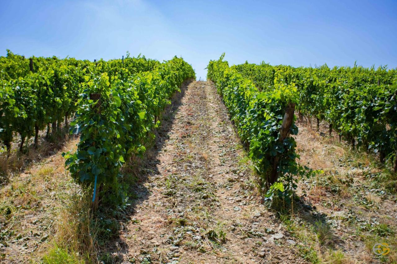 Terre Di Melazzano - Le Case Di Patrizia Greve in Chianti Zewnętrze zdjęcie